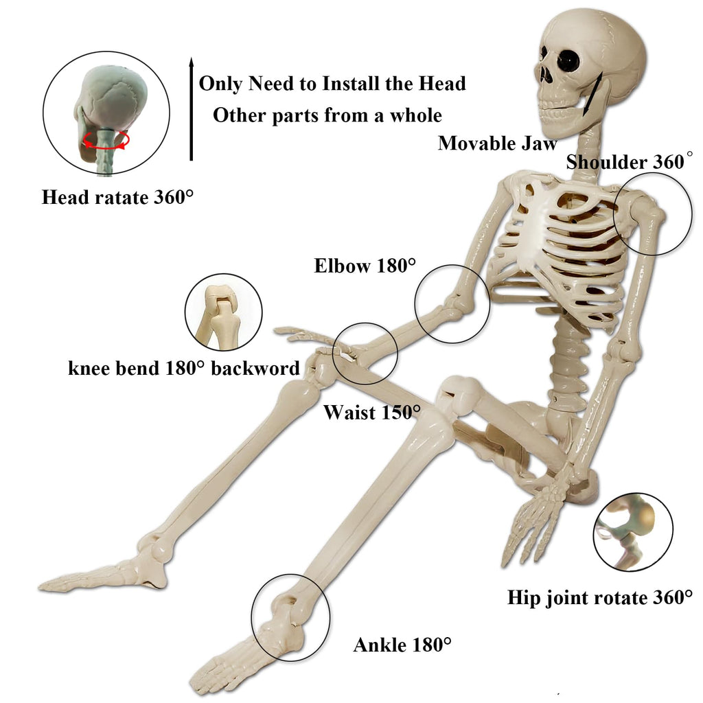 2Pcs 36" 1Pcs 16" Posable Plastic Skeleton A44970