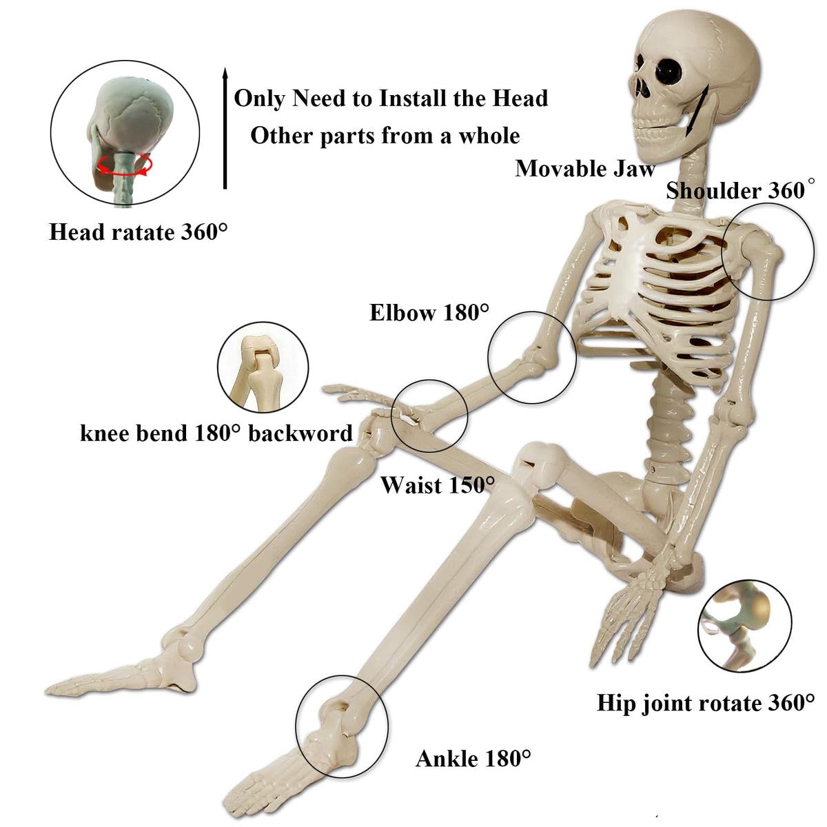 2Pcs 36" 1Pcs 16" Posable Plastic Skeleton A44970
